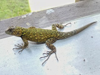 Sceloporus malachiticus