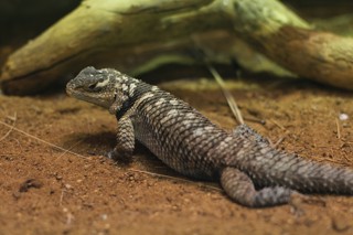 Sceloporus cyanogenys