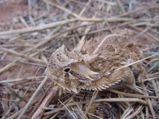 Phrynosoma cornutum