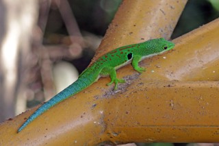 Phelsuma quadriocellata
