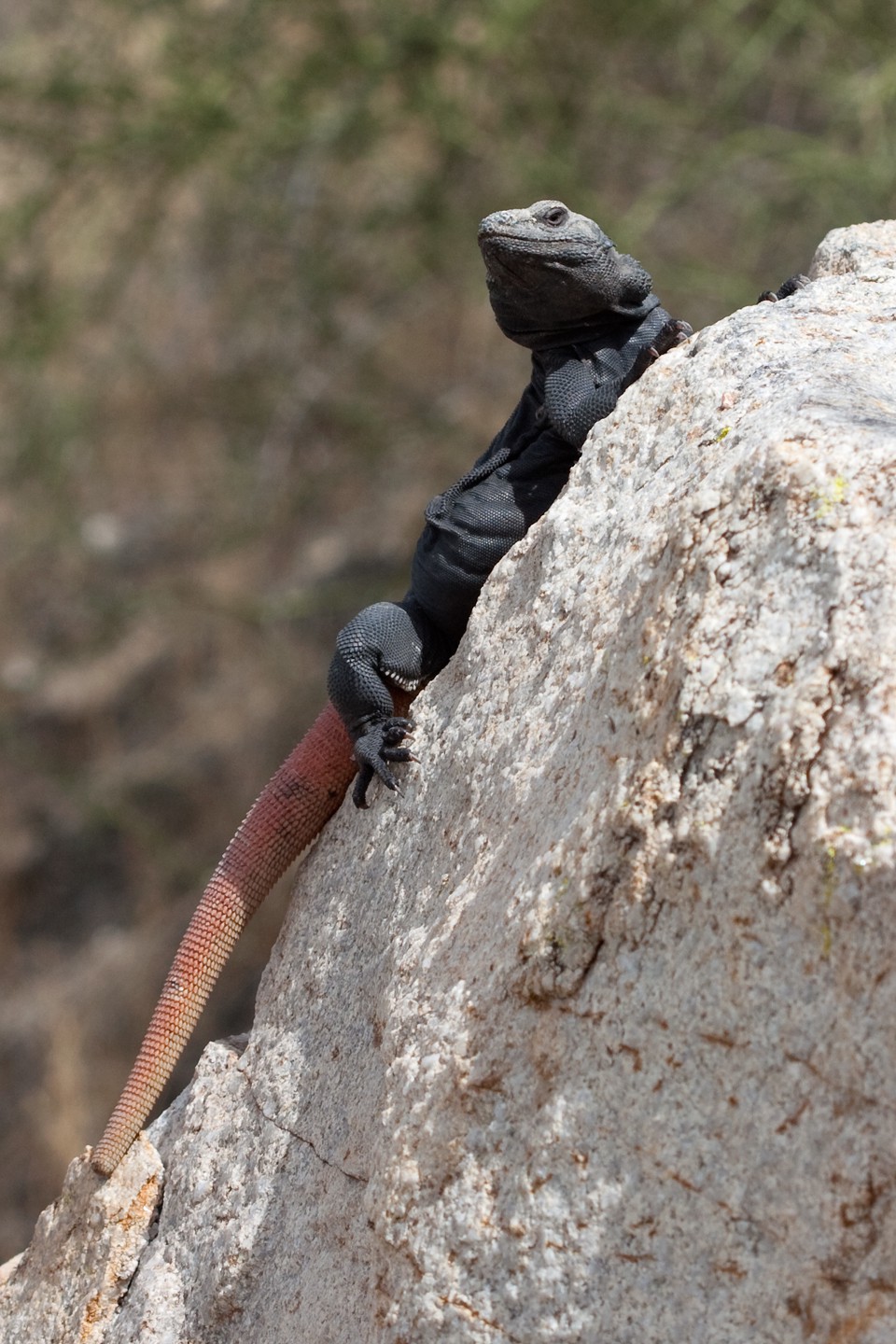 Sauromalus ater