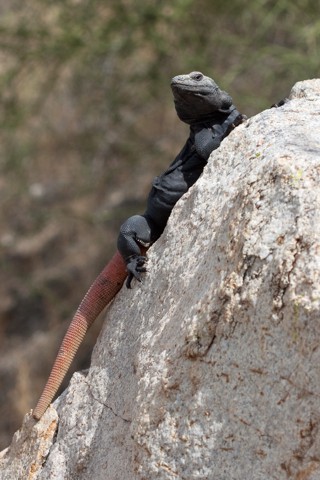 Sauromalus ater