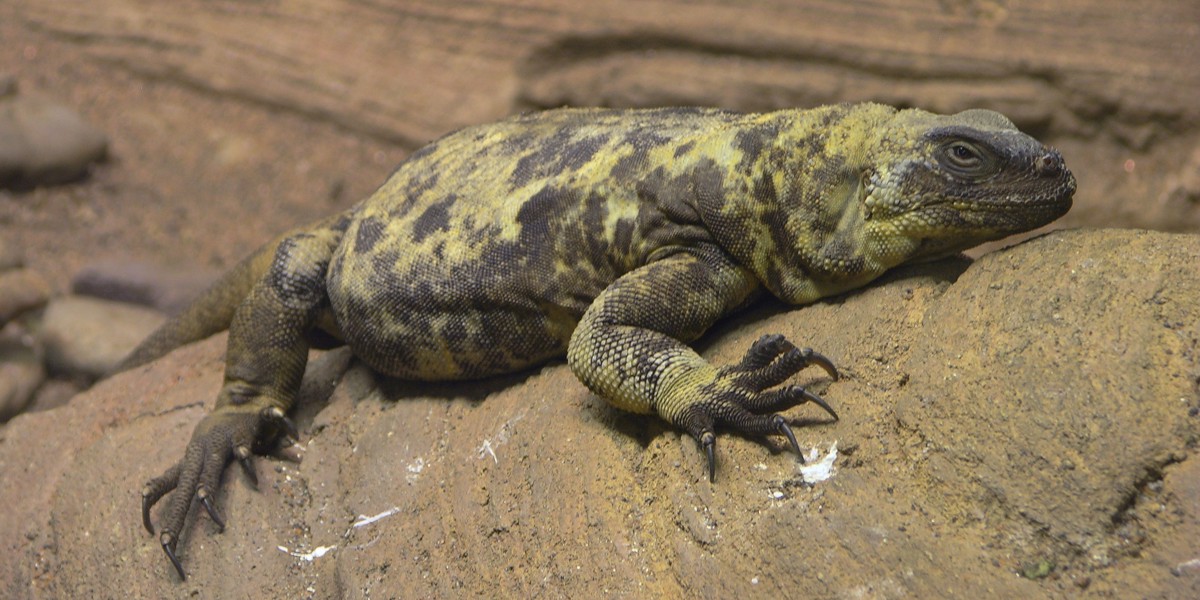 Sauromalus varius
