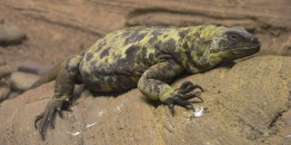 Sauromalus varius
