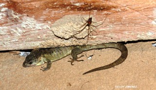 Abronia lythrochila