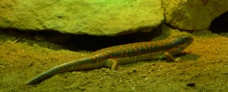 Gerrhosaurus nigrolineatus