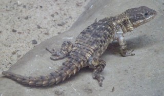Cordylus jonesii