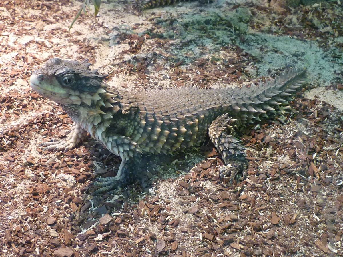 Smaug giganteus