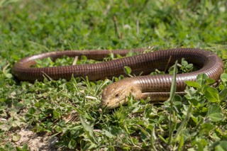 Pseudopus apodus
