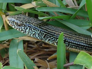 Ophisaurus ventralis