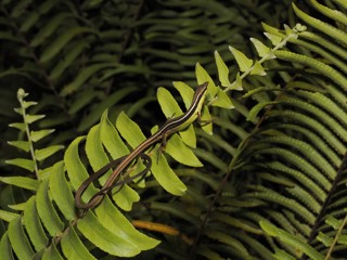 Takydromus sexlineatus