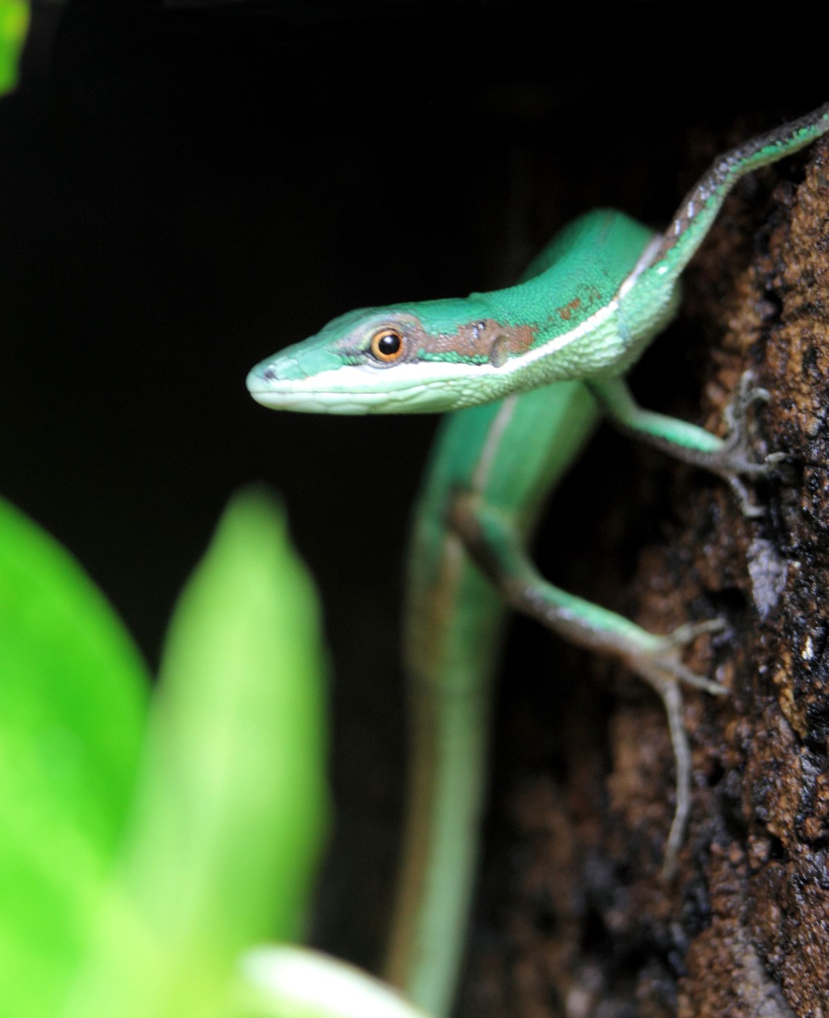 Takydromus smaragdinus