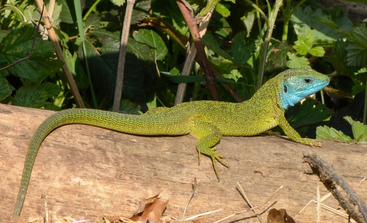 Lacerta viridis