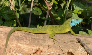 Lacerta viridis