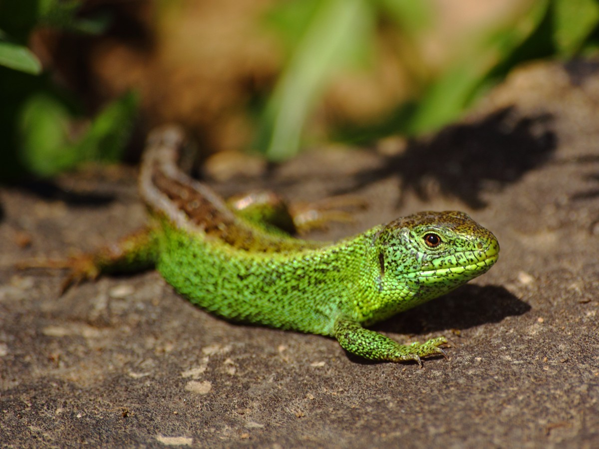 Lacerta agilis