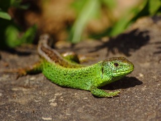 Lacerta agilis