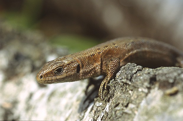 Zootoca vivipara