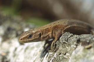 Zootoca vivipara