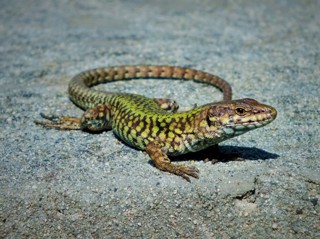 Podarcis muralis