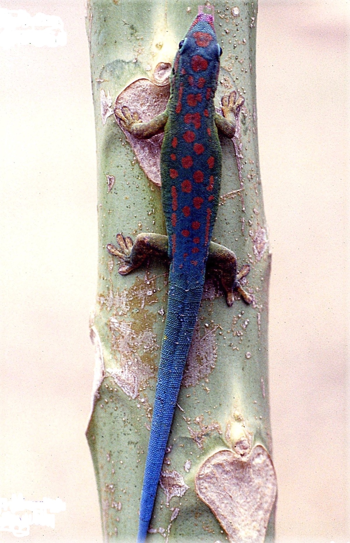 Phelsuma cepediana