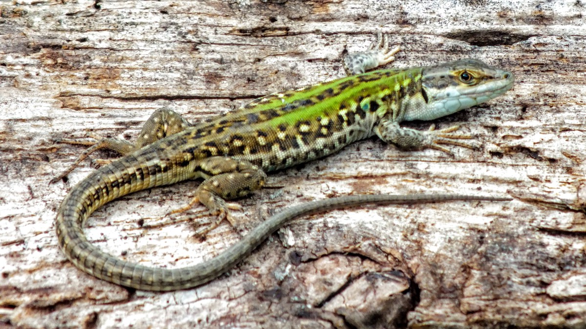 Podarcis siculus
