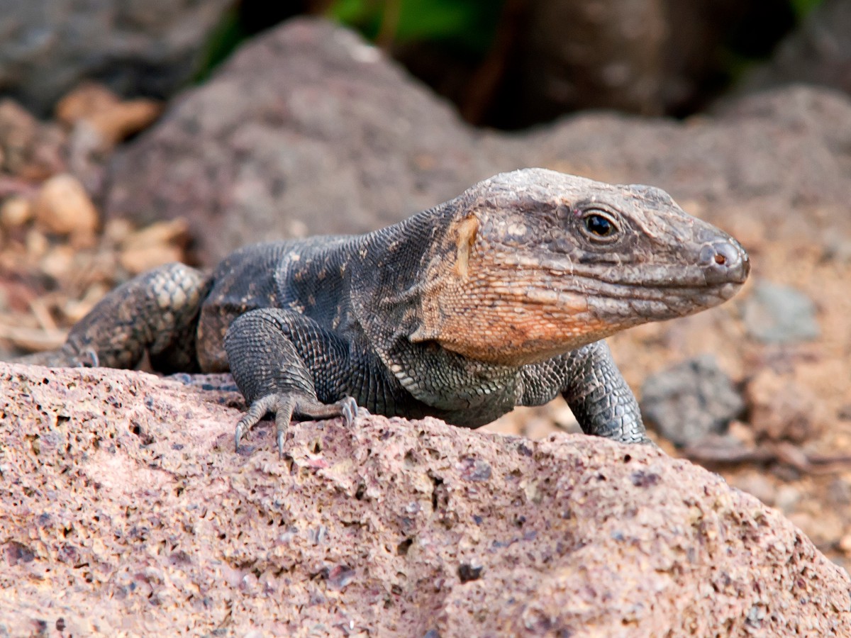 Gallotia stehlini
