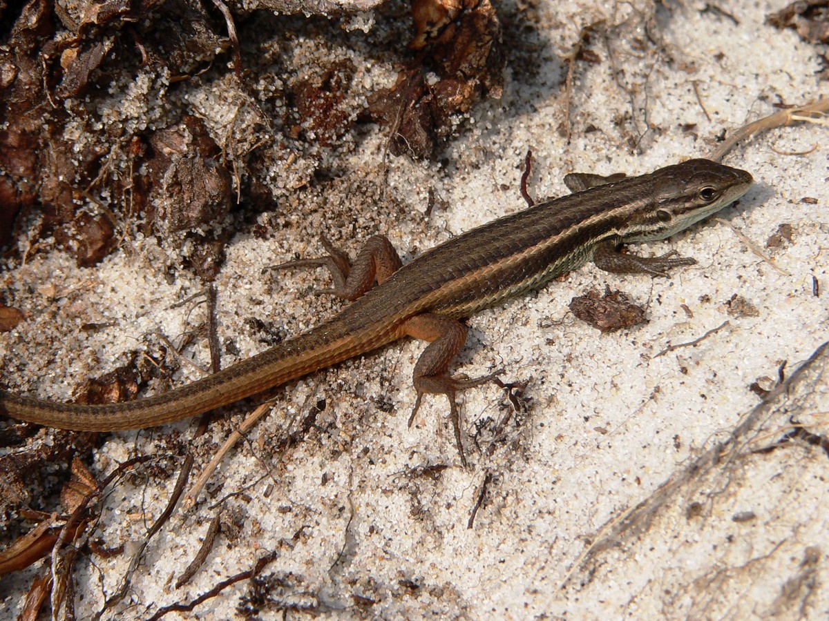 Psammodromus algirus