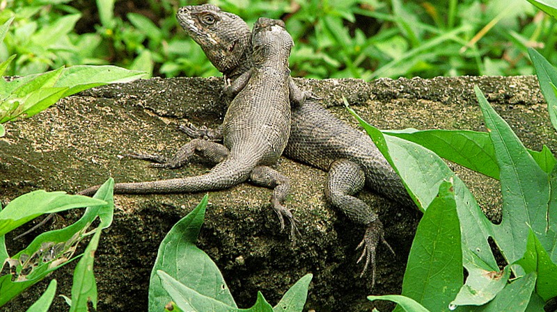 Tropidurus hispidus