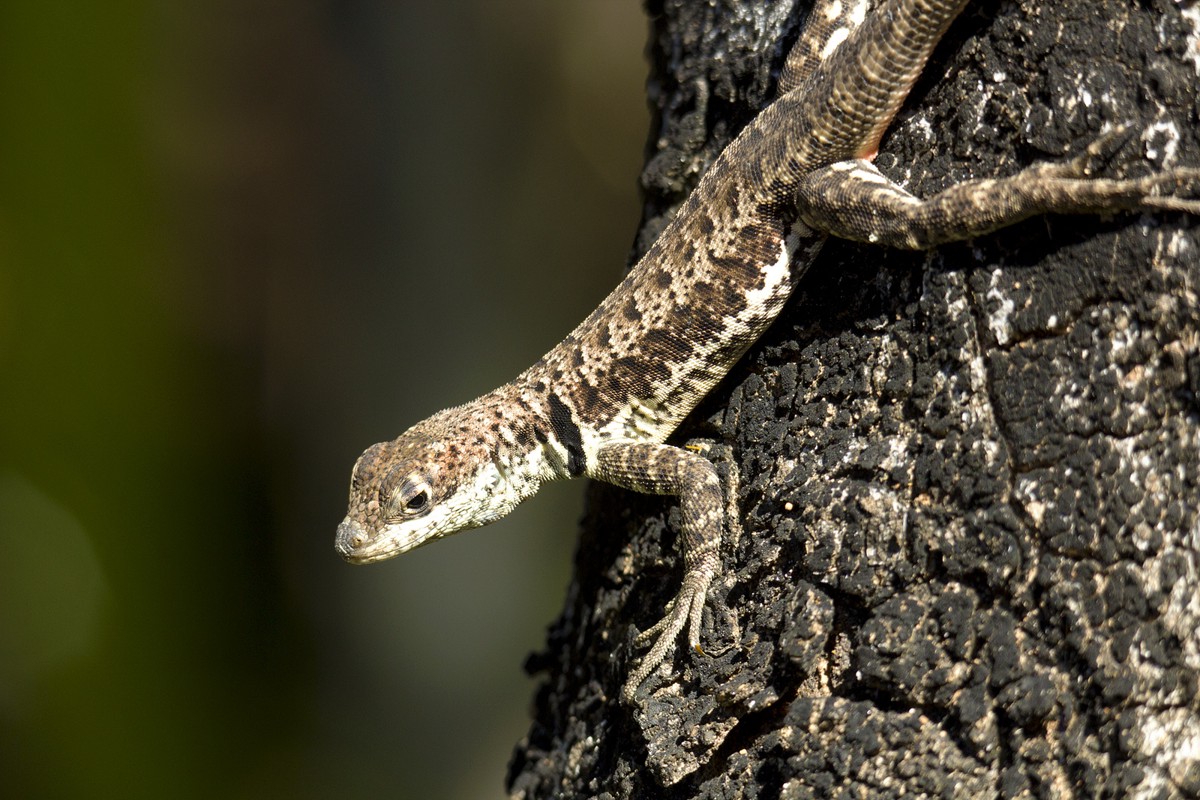 Tropidurus torquatus