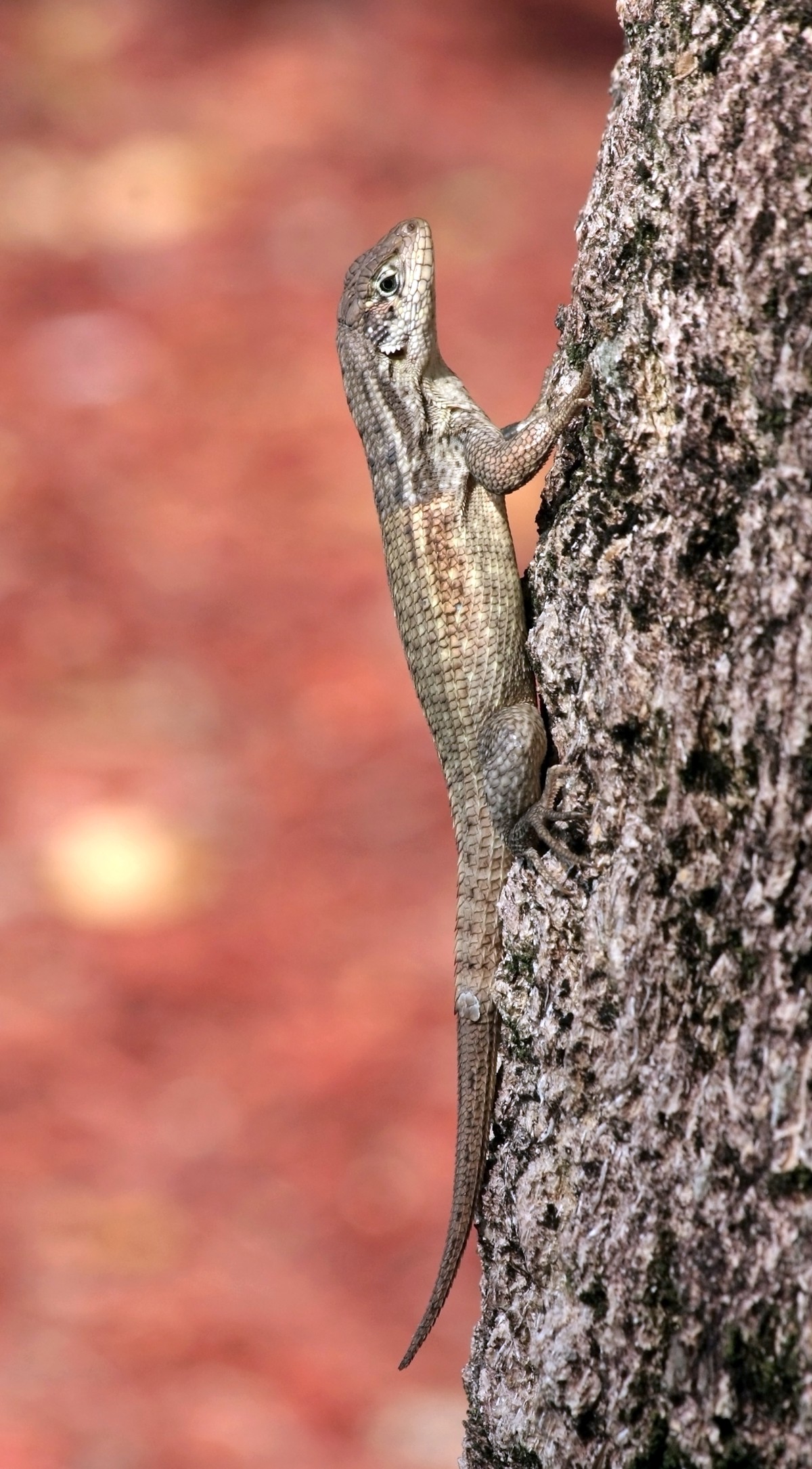 Leiocephalus carinatus