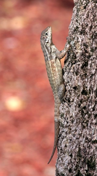 Leiocephalus carinatus