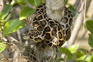 Python bivittatus