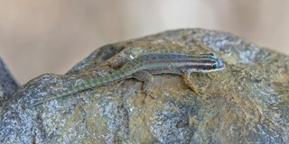 Phelsuma ornata