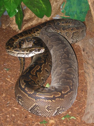 Python sebae