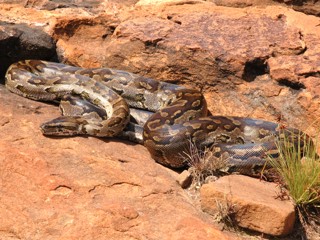Python natalensis