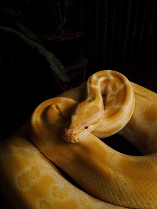 Malayopython reticulatus