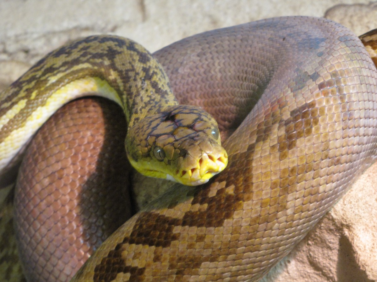 Malayopython timoriensis