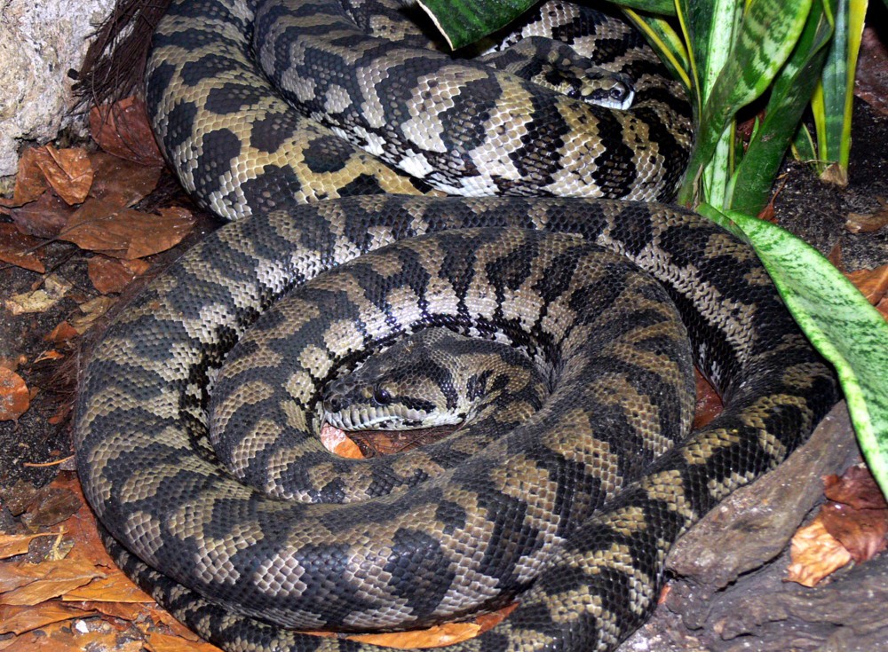 Morelia spilota