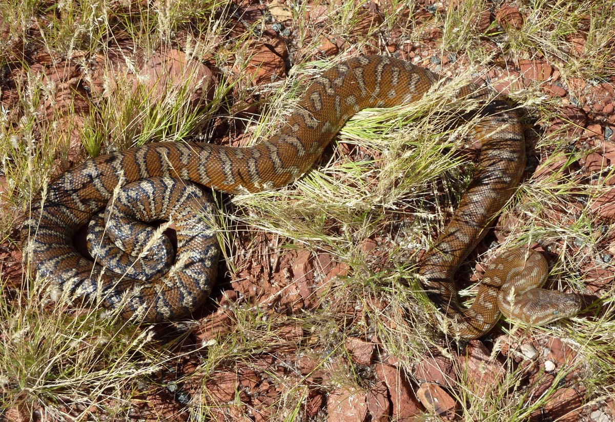 Morelia bredli