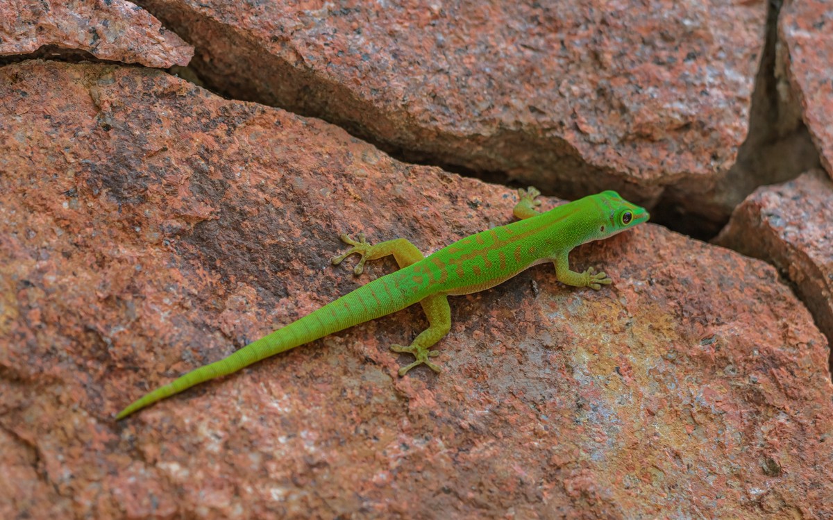 Phelsuma astriata