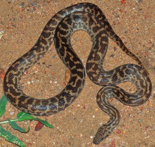 Antaresia maculosa