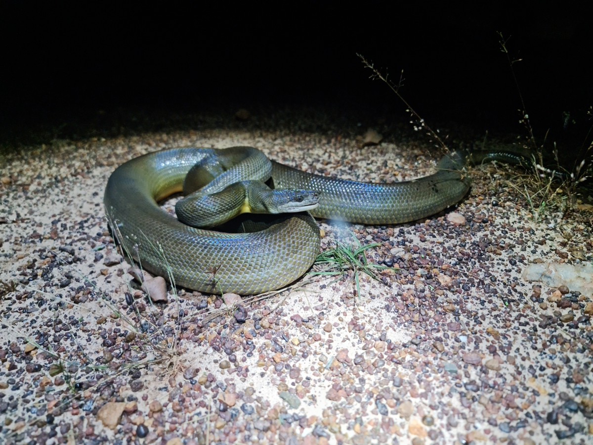 Liasis fuscus