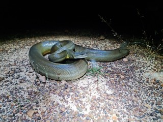 Liasis fuscus