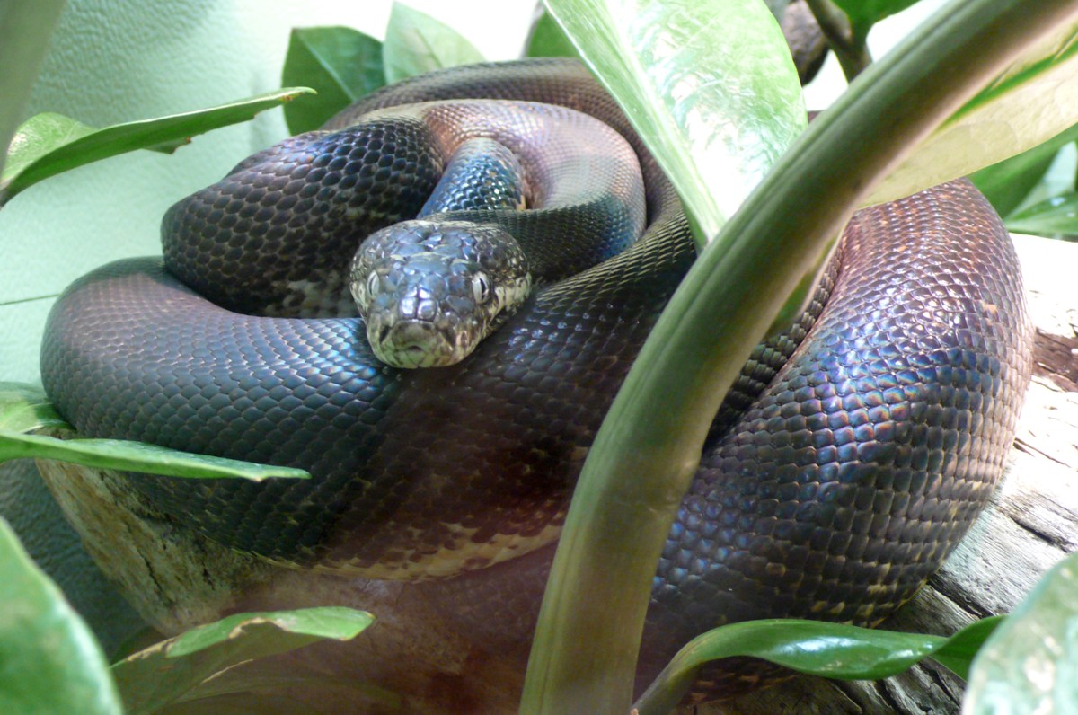Liasis mackloti