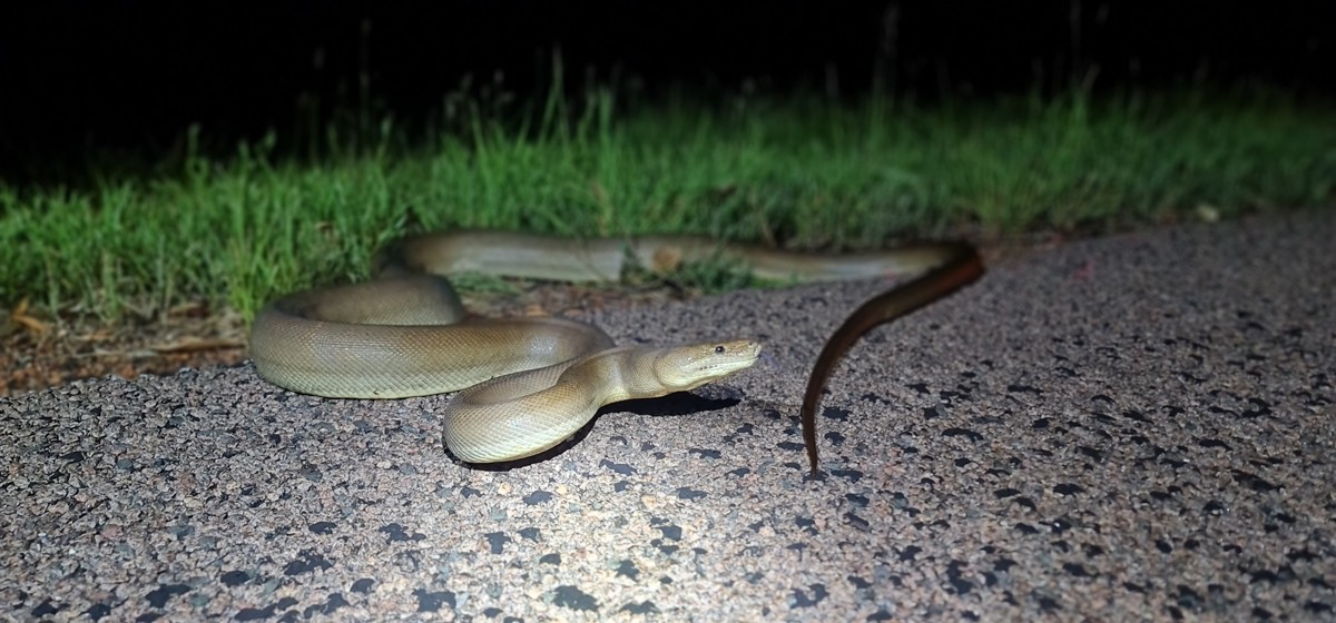 Liasis olivaceus