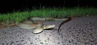 Liasis olivaceus
