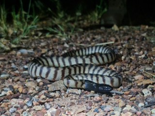 Aspidites melanocephalus
