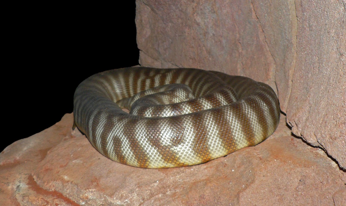 Aspidites ramsayi