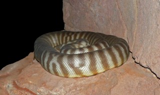 Aspidites ramsayi
