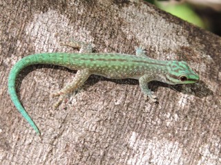 Phelsuma abbotti